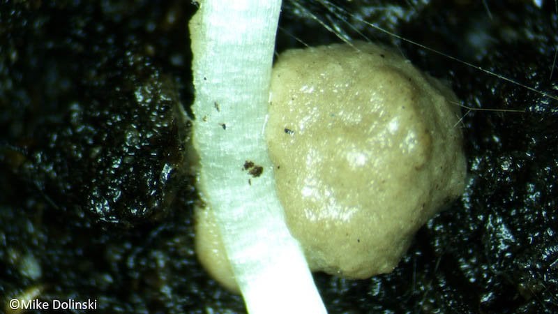 Damaged root with SUL4R-PLUS