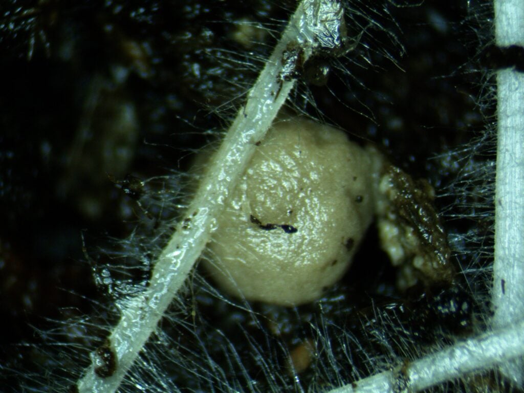 Undamaged root with SUL4R-PLUS