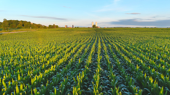 2023 Application Rate Corn Trials