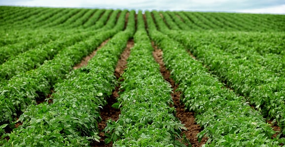 2024 SUL4R-PLUS vs. AMS Soybean Trial