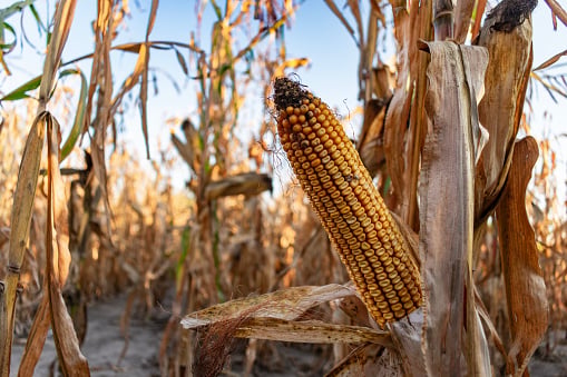 2021 SUL4R-PLUS vs. AMS Corn Trial