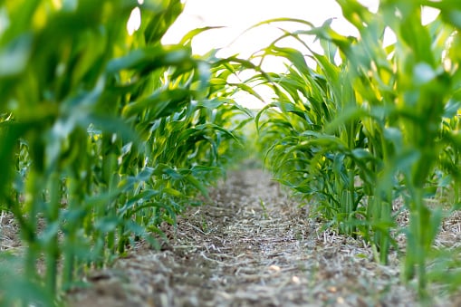 2022 Nitrogen Reduction Corn Trials
