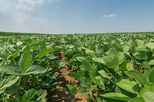2021 SUL4R-PLUS vs. AMS Soybean Trial