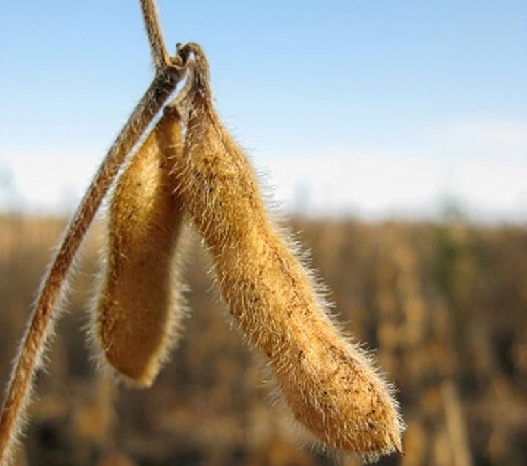 2023 Application Rate Soybean Trial