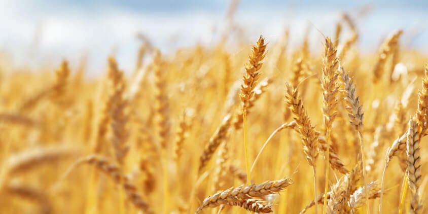 2021 Indiana Wheat Trial