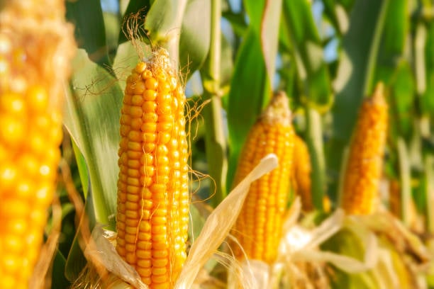 2025 Indiana Corn Experiment – Site 1