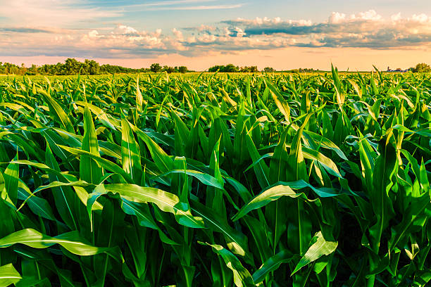 2025 Indiana Corn Experiment – Site 2