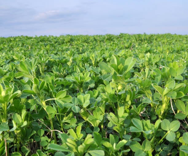 2026 Arizona Alfalfa Trial